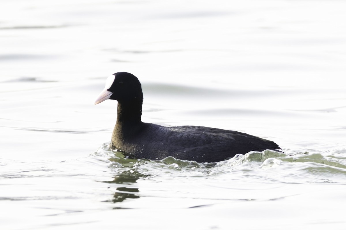 Eurasian Coot - ML613504686