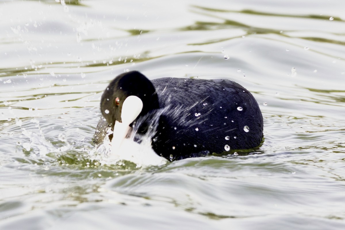 Eurasian Coot - ML613504687