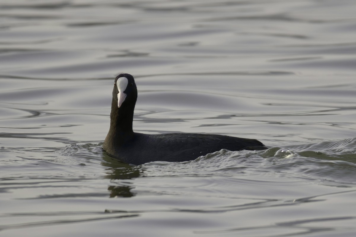 Eurasian Coot - ML613504688