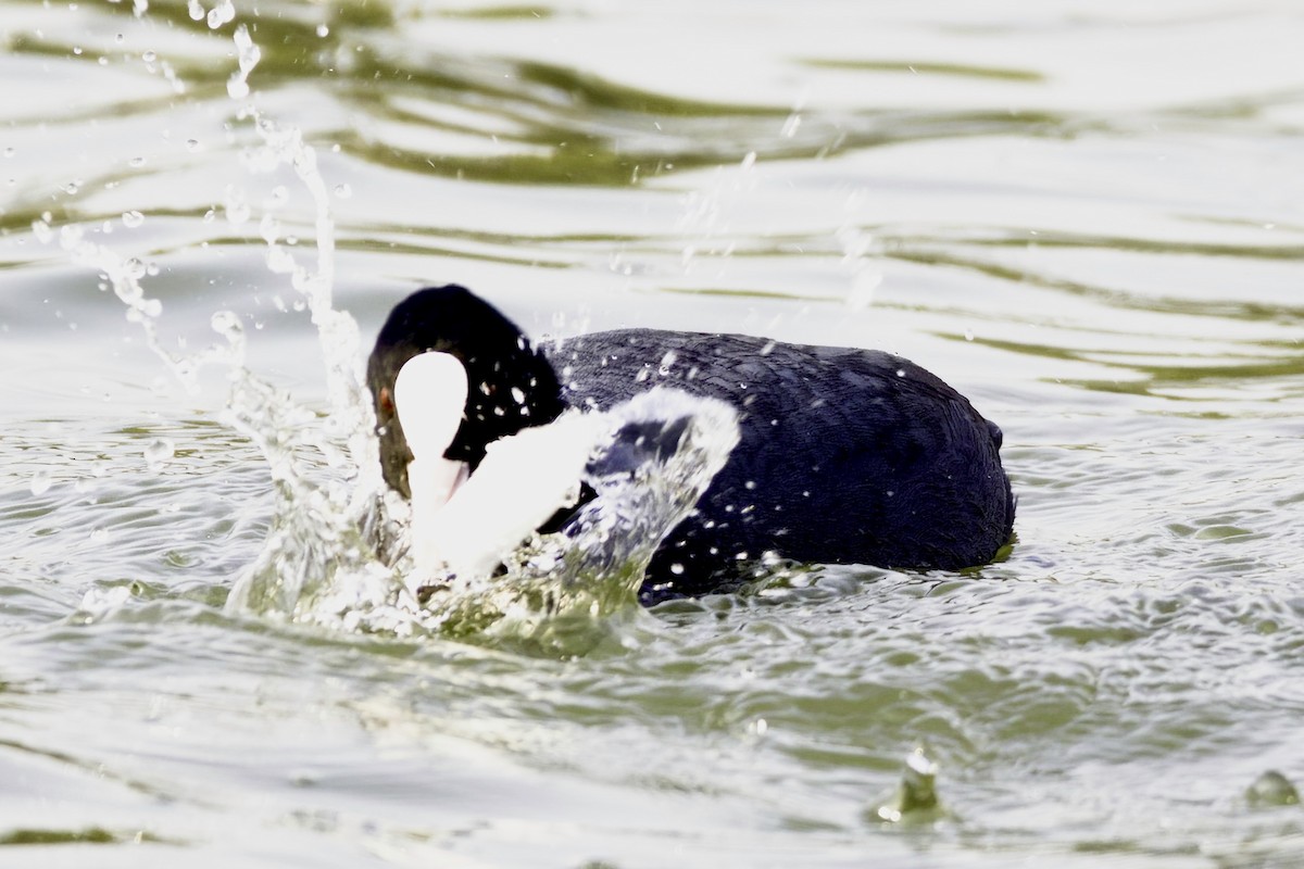 Eurasian Coot - ML613504690