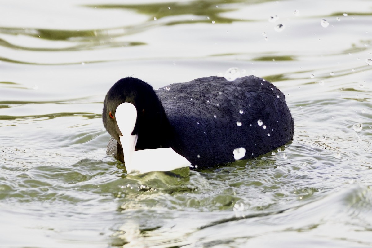 Eurasian Coot - ML613504691