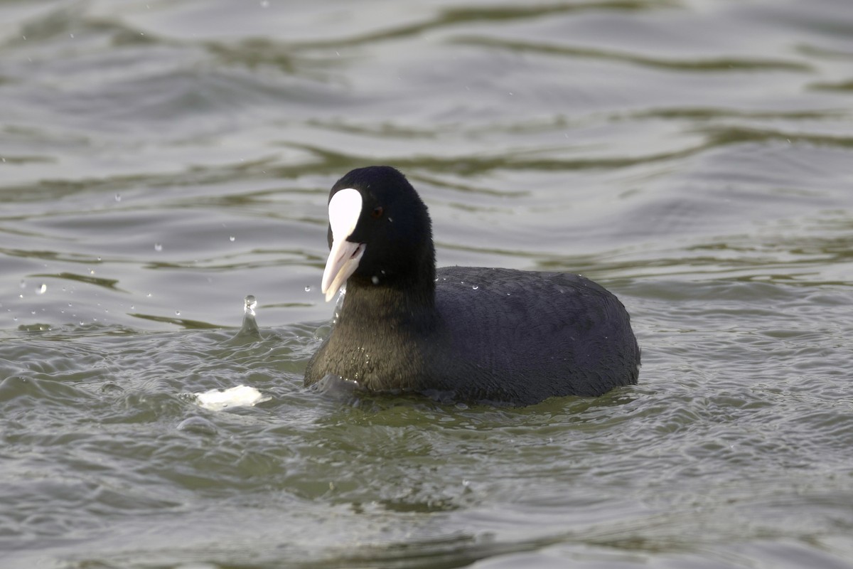 Eurasian Coot - ML613504692