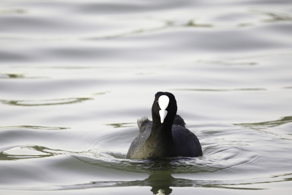 Eurasian Coot - ML613504693