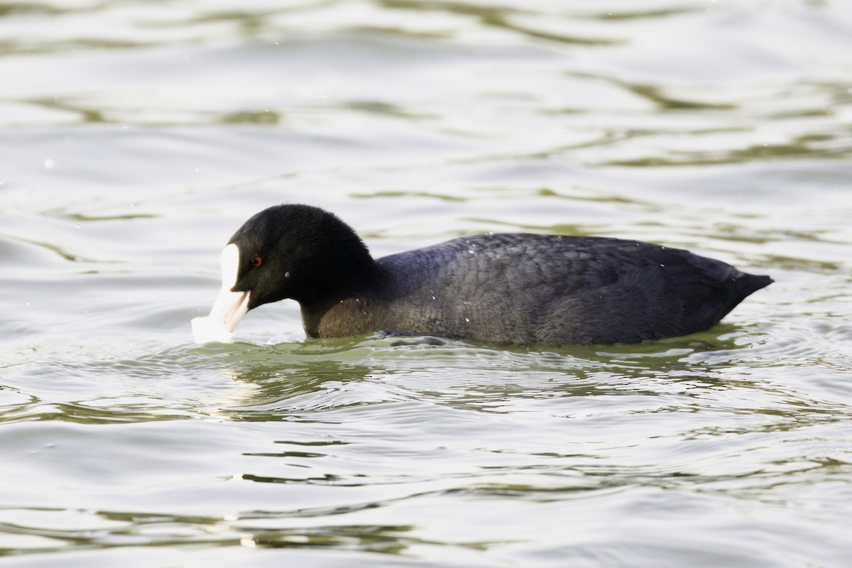 Eurasian Coot - ML613504694