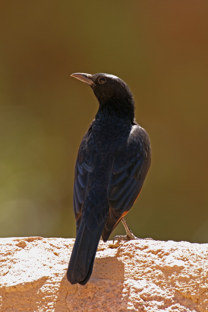 Tristram's Starling - Anonymous