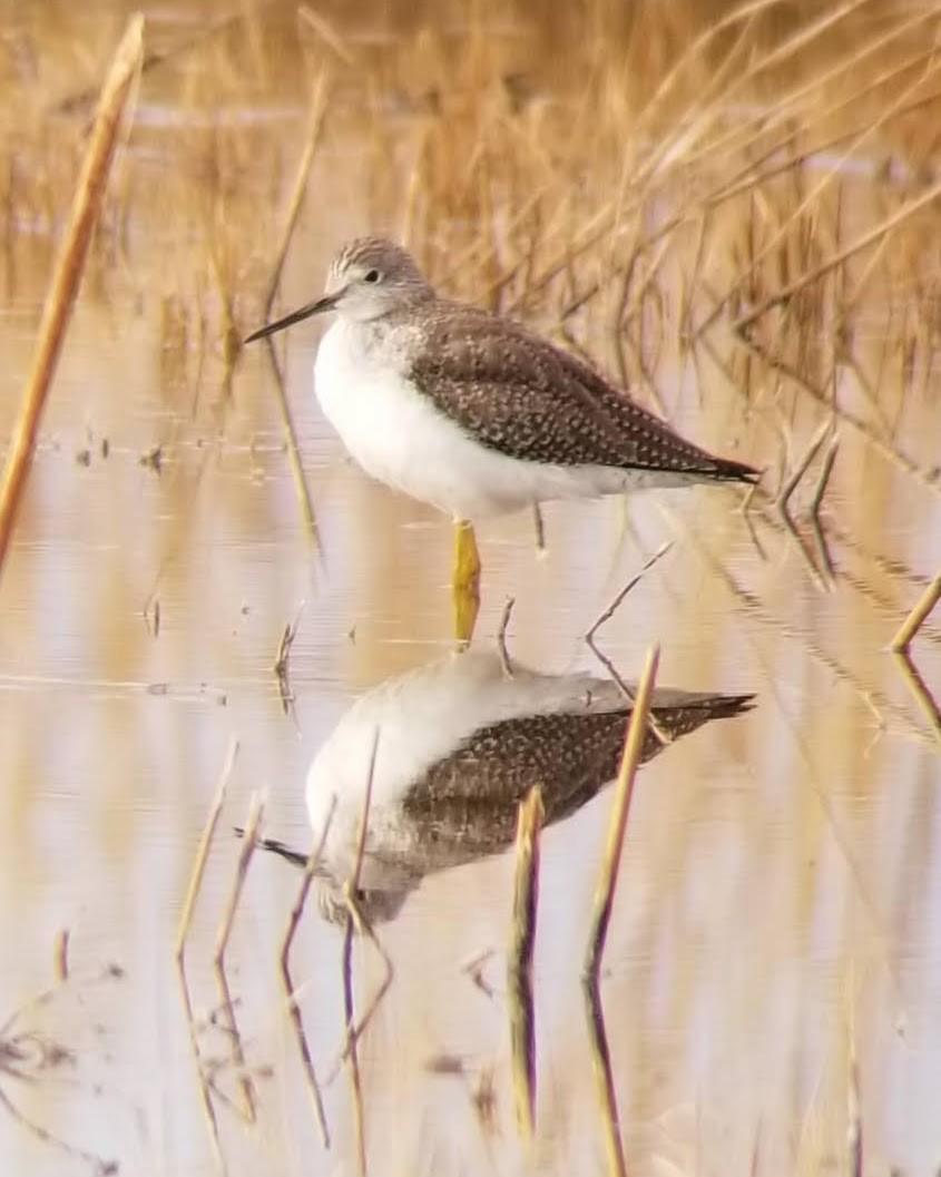 Greater Yellowlegs - ML613504757