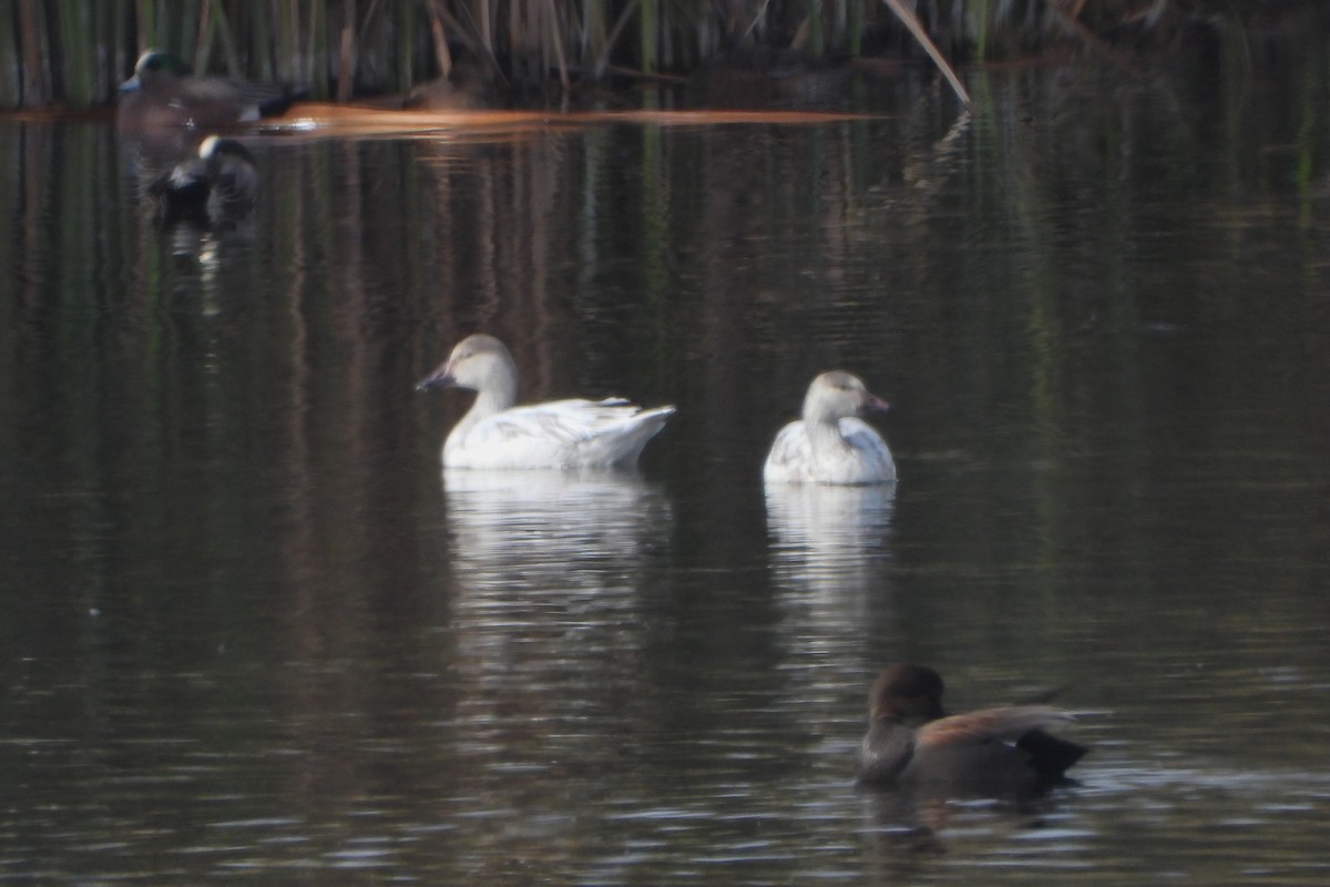 Snow Goose - ML613504764