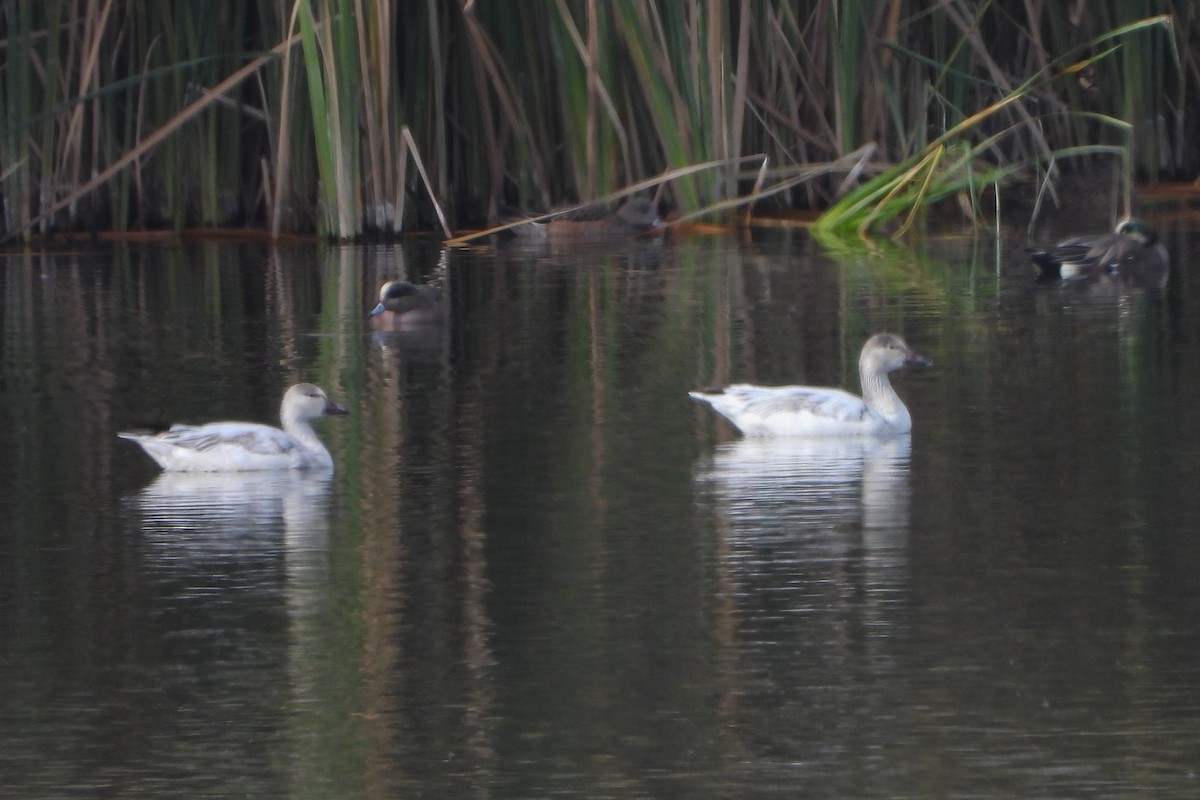 Snow Goose - ML613504765