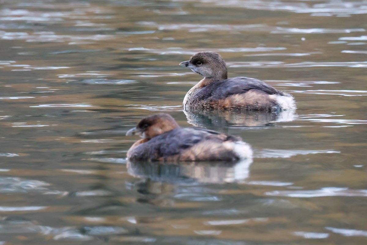 Pied-billed Grebe - ML613504795