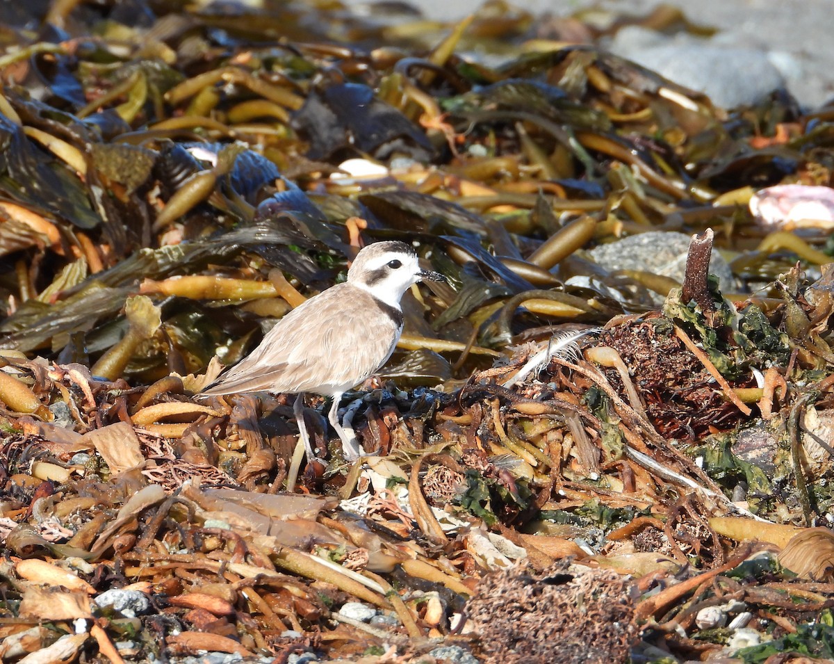 Snowy Plover - Charly Moreno Taucare