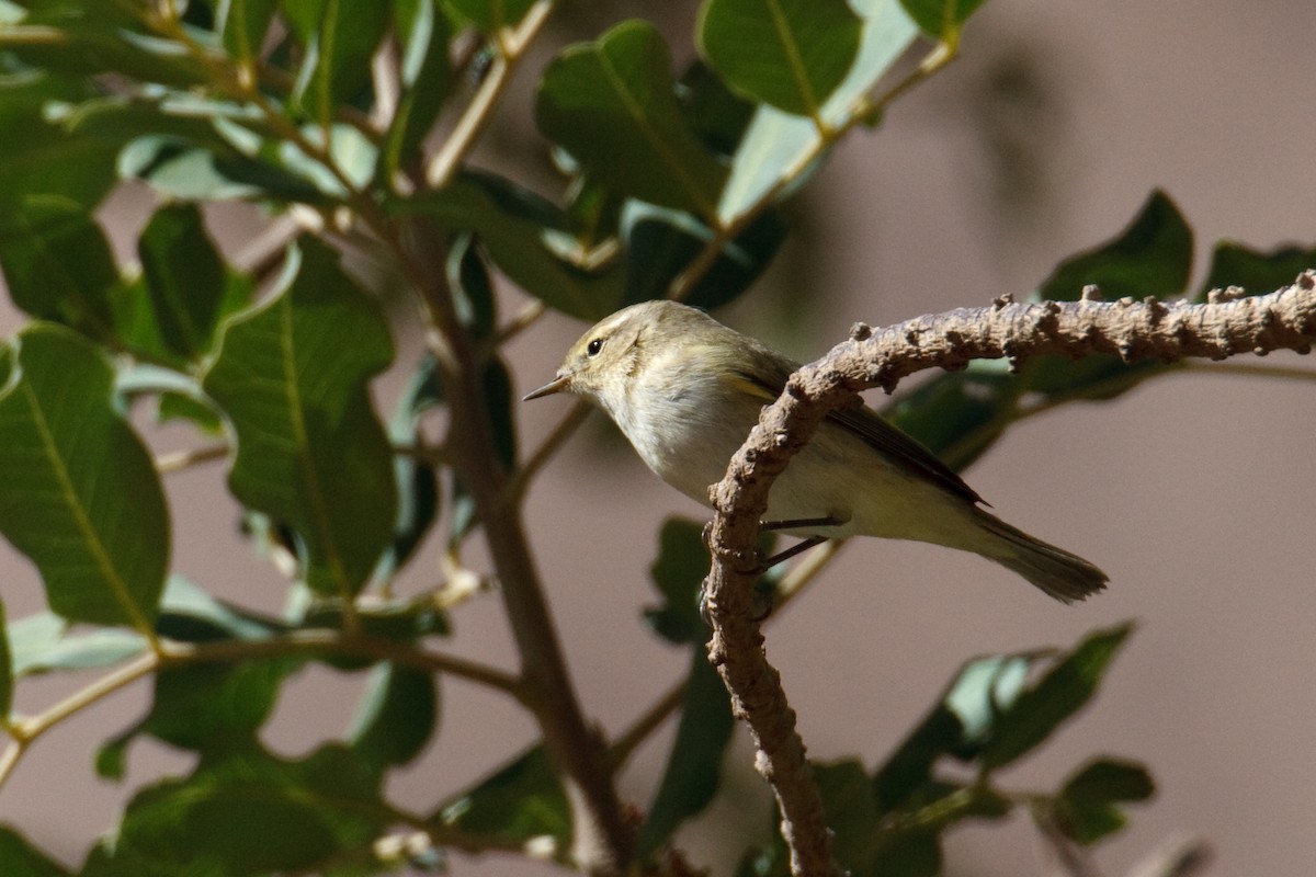 Common Chiffchaff - Anonymous