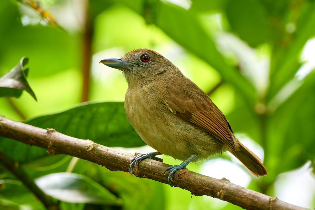 Plain-winged Antshrike - Tomáš Grim