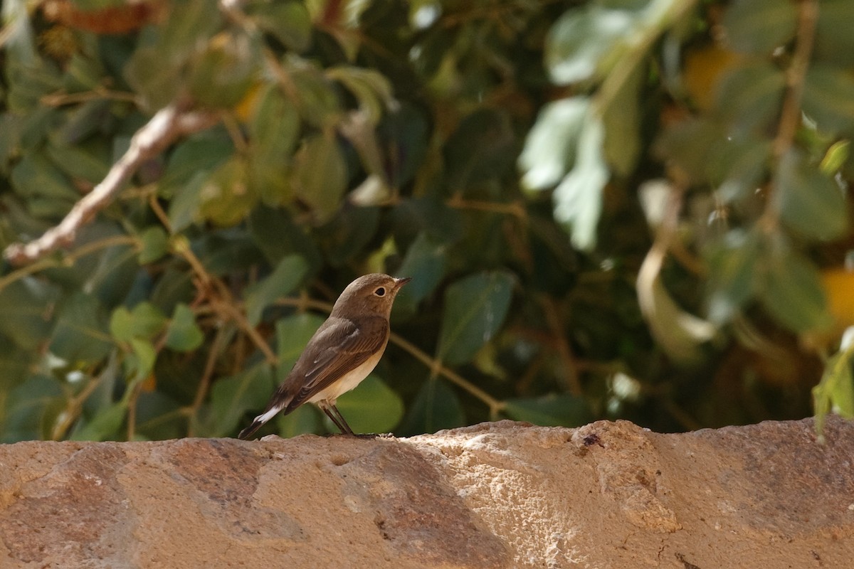 Red-breasted Flycatcher - Anonymous
