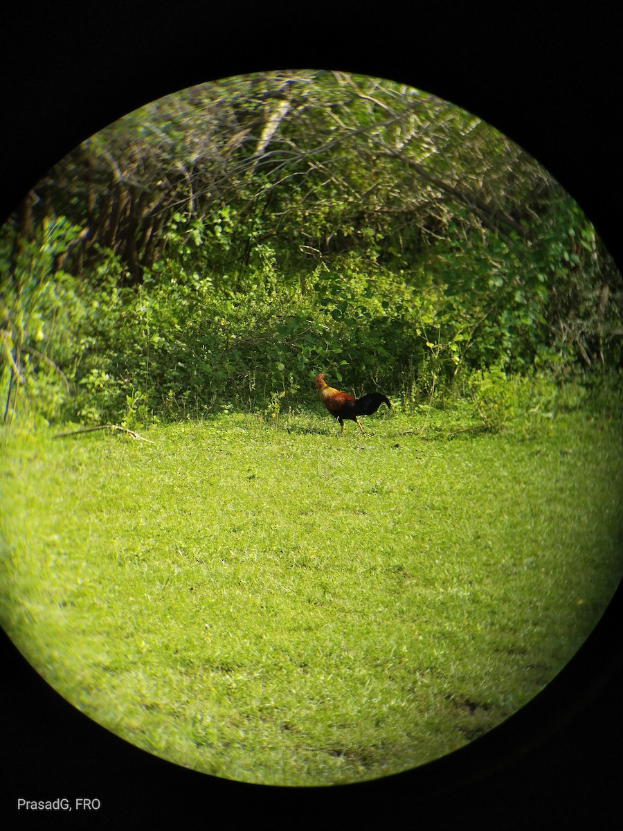 Sri Lanka Junglefowl - ML613504874