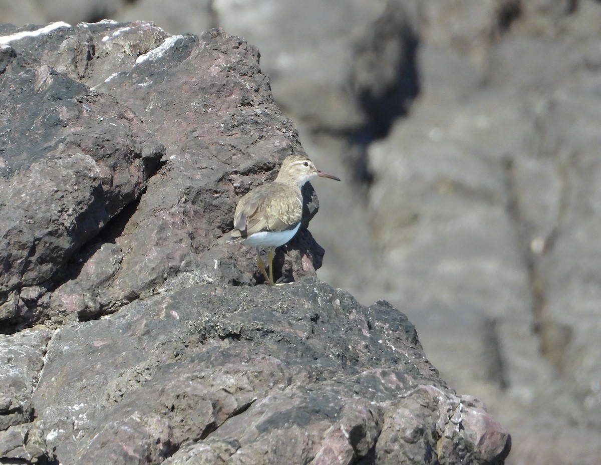 Spotted Sandpiper - ML613504882