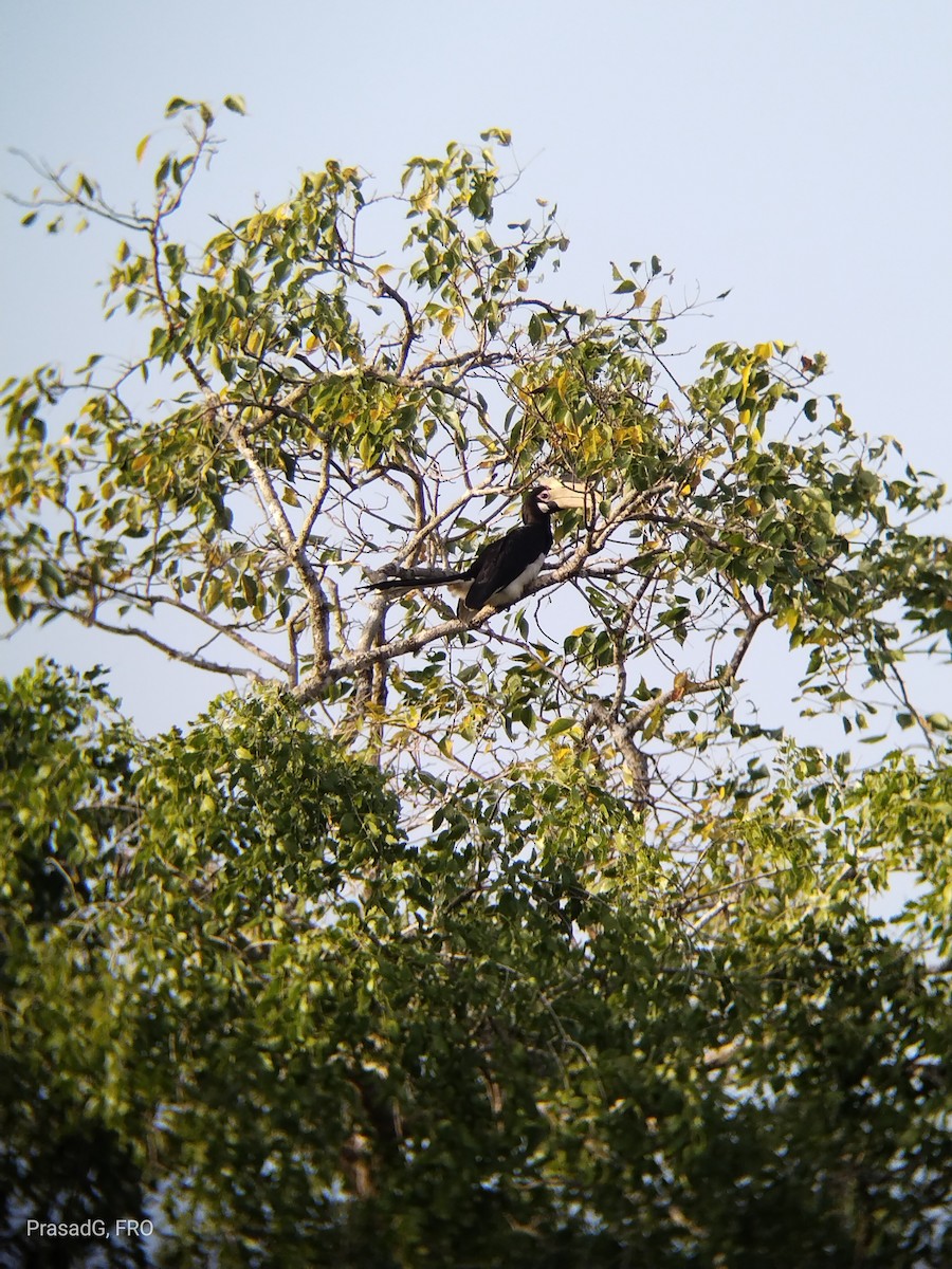 Malabar Pied-Hornbill - ML613504894