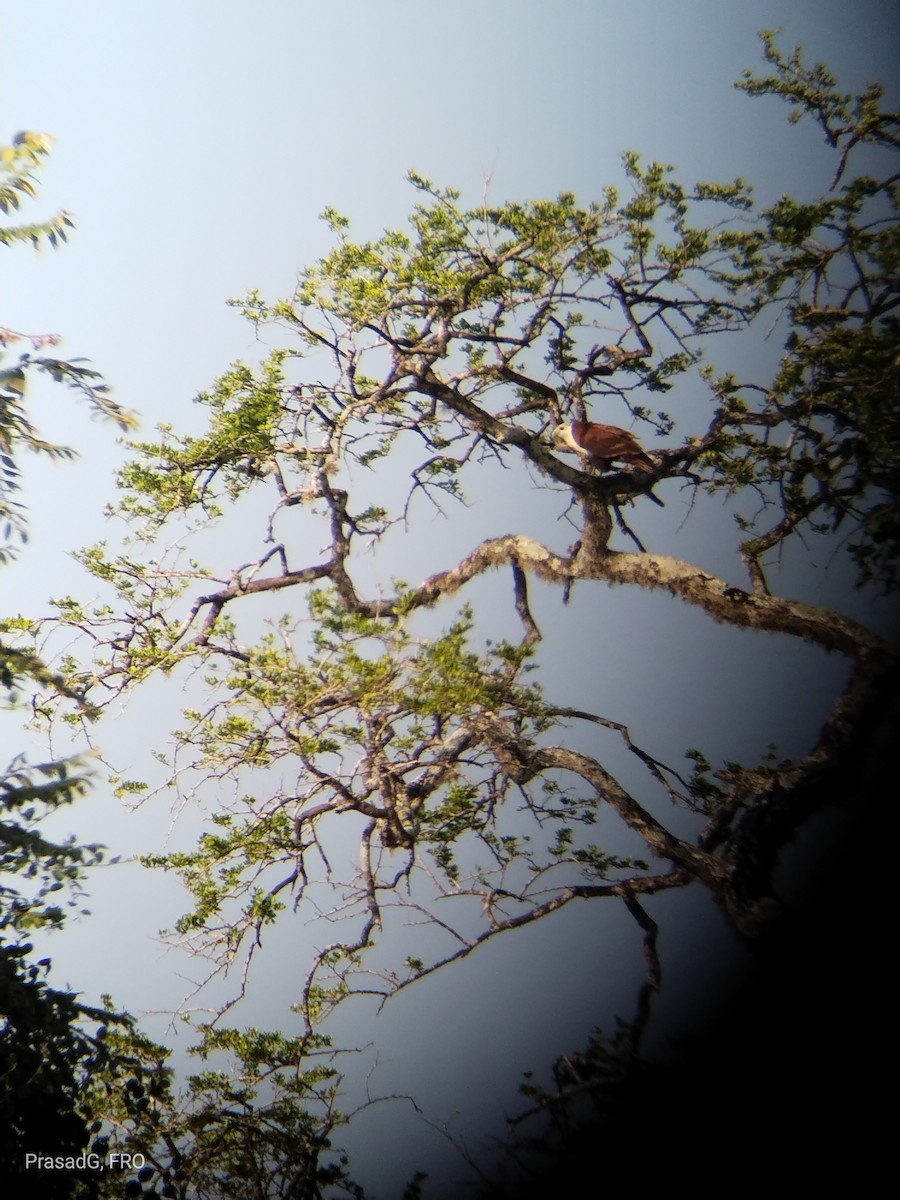 Brahminy Kite - ML613504920