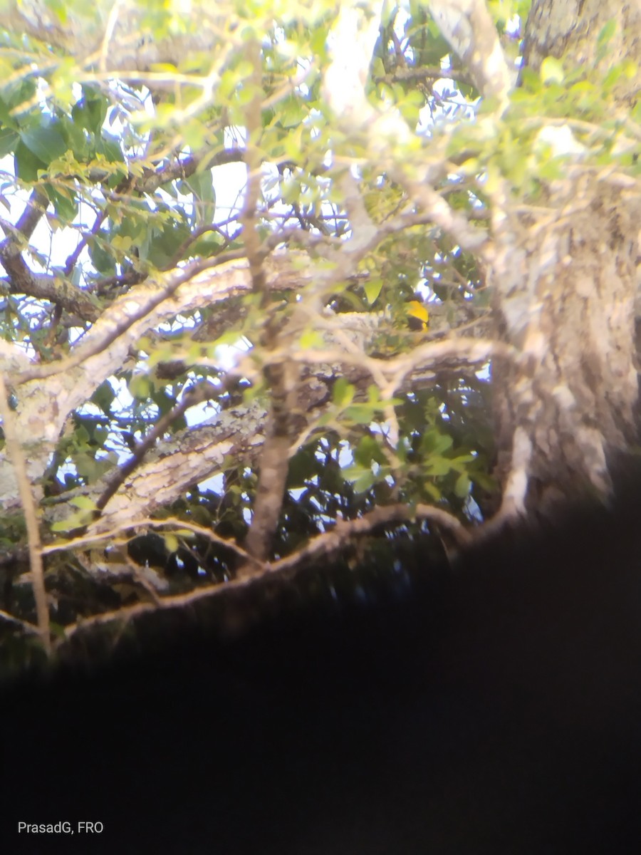 Indian Golden Oriole - ML613504932