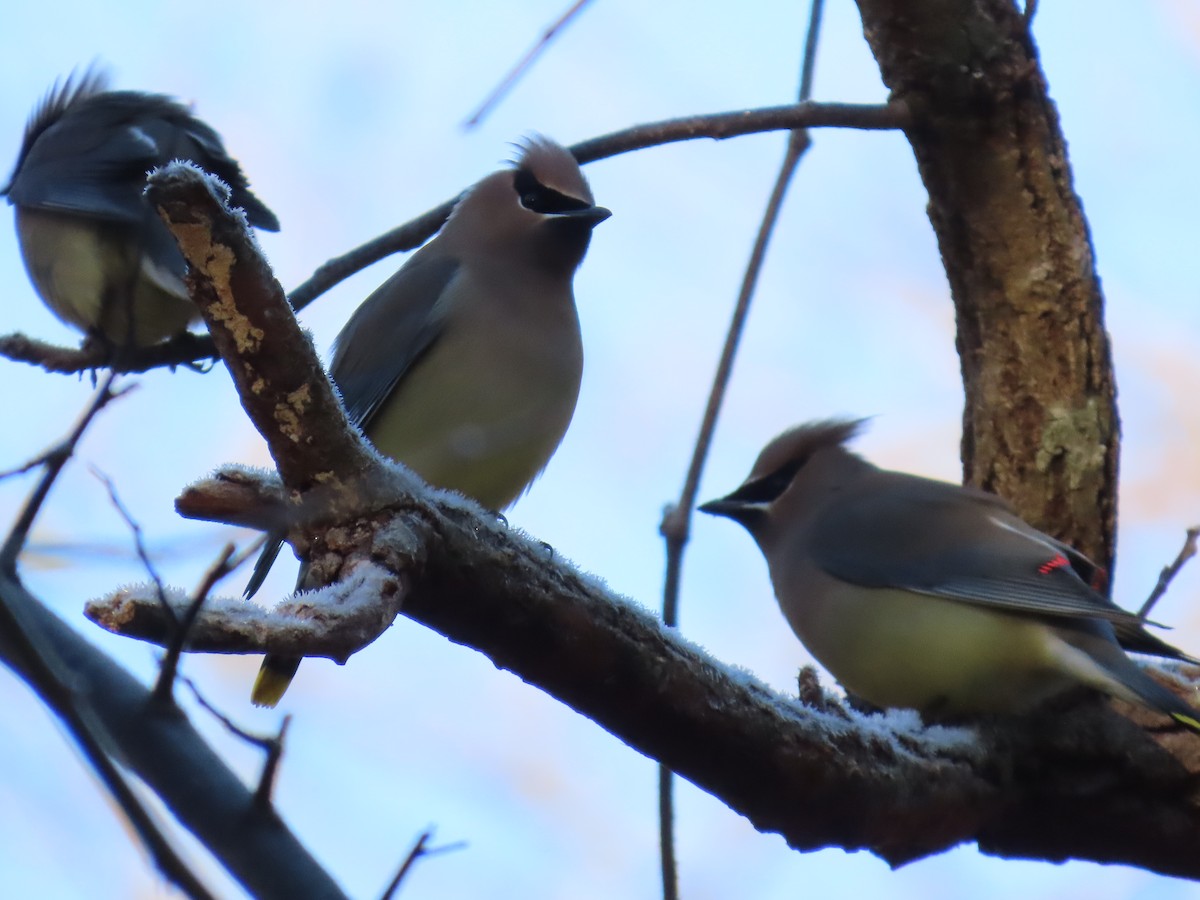 Cedar Waxwing - ML613504943