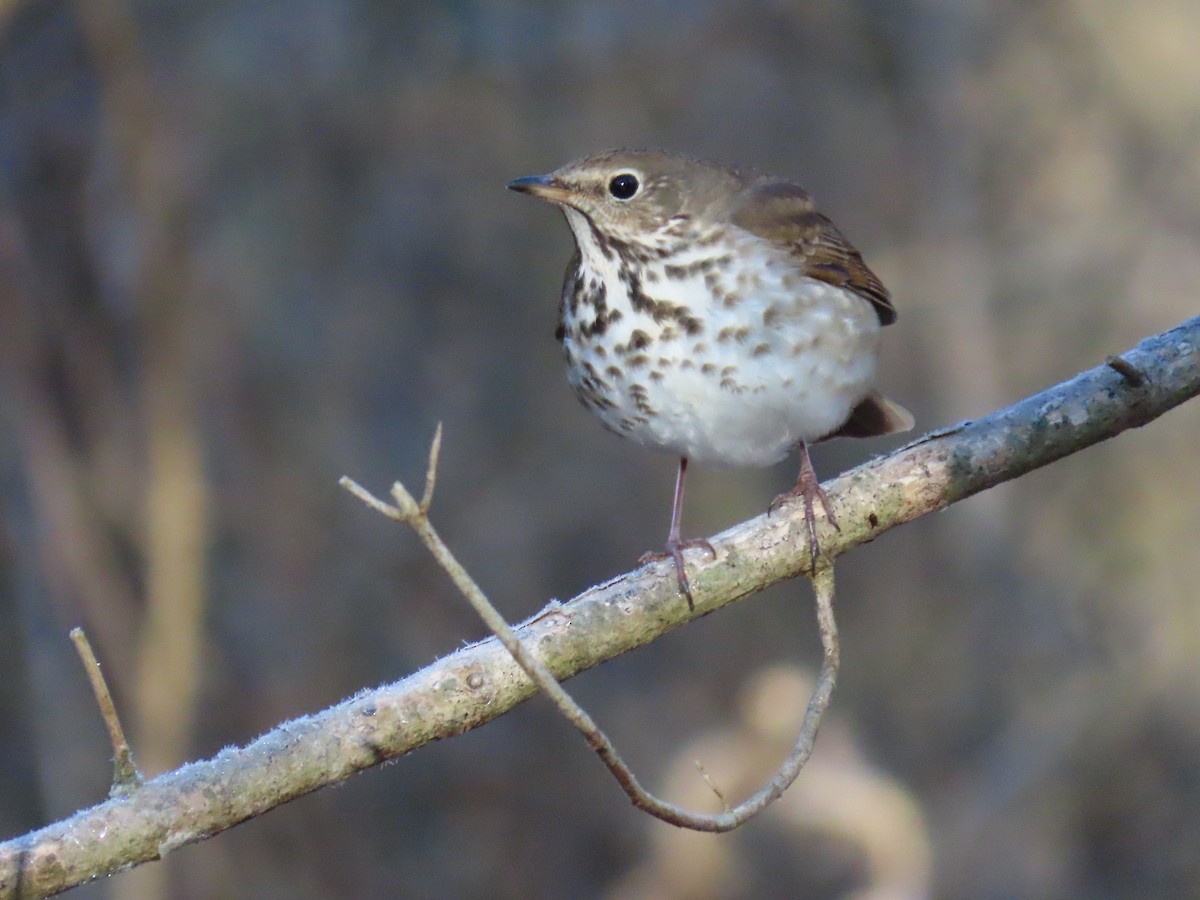 Hermit Thrush - ML613504977