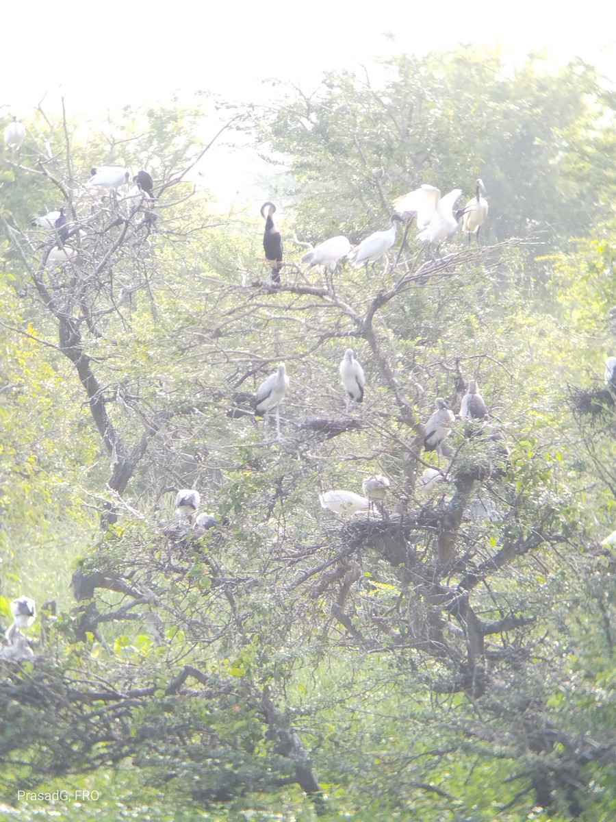 Oriental Darter - ML613505013