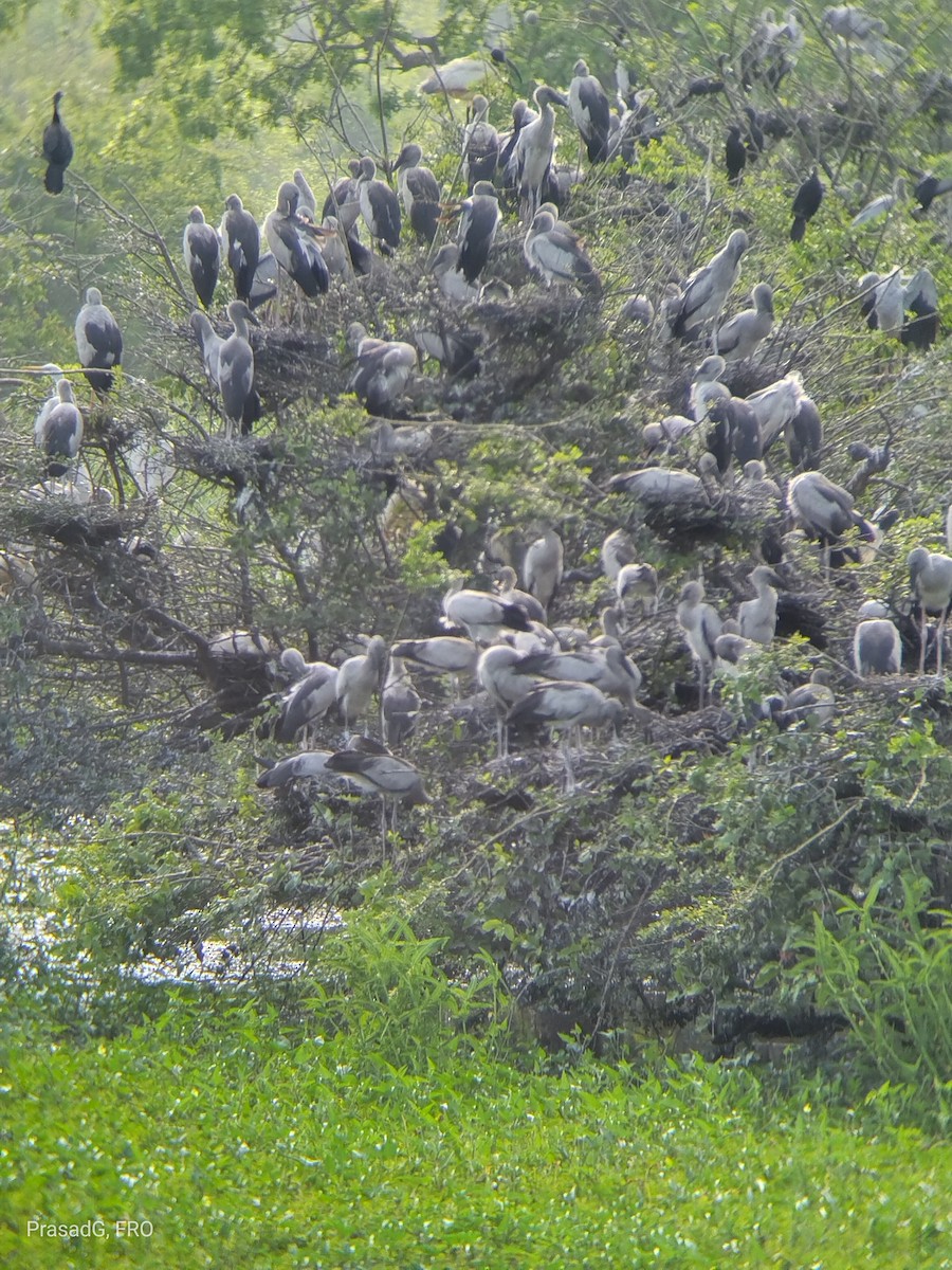 Asian Openbill - ML613505028