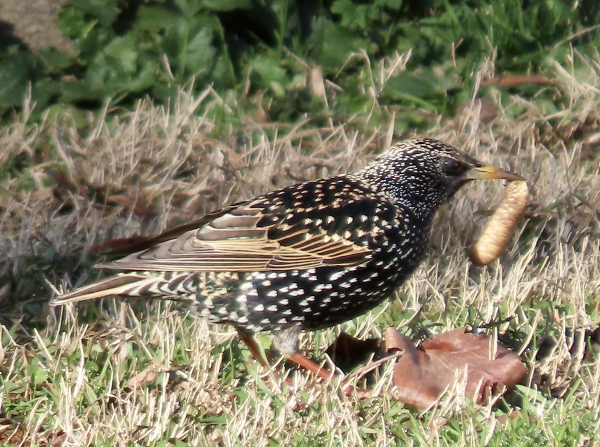 European Starling - ML613505033