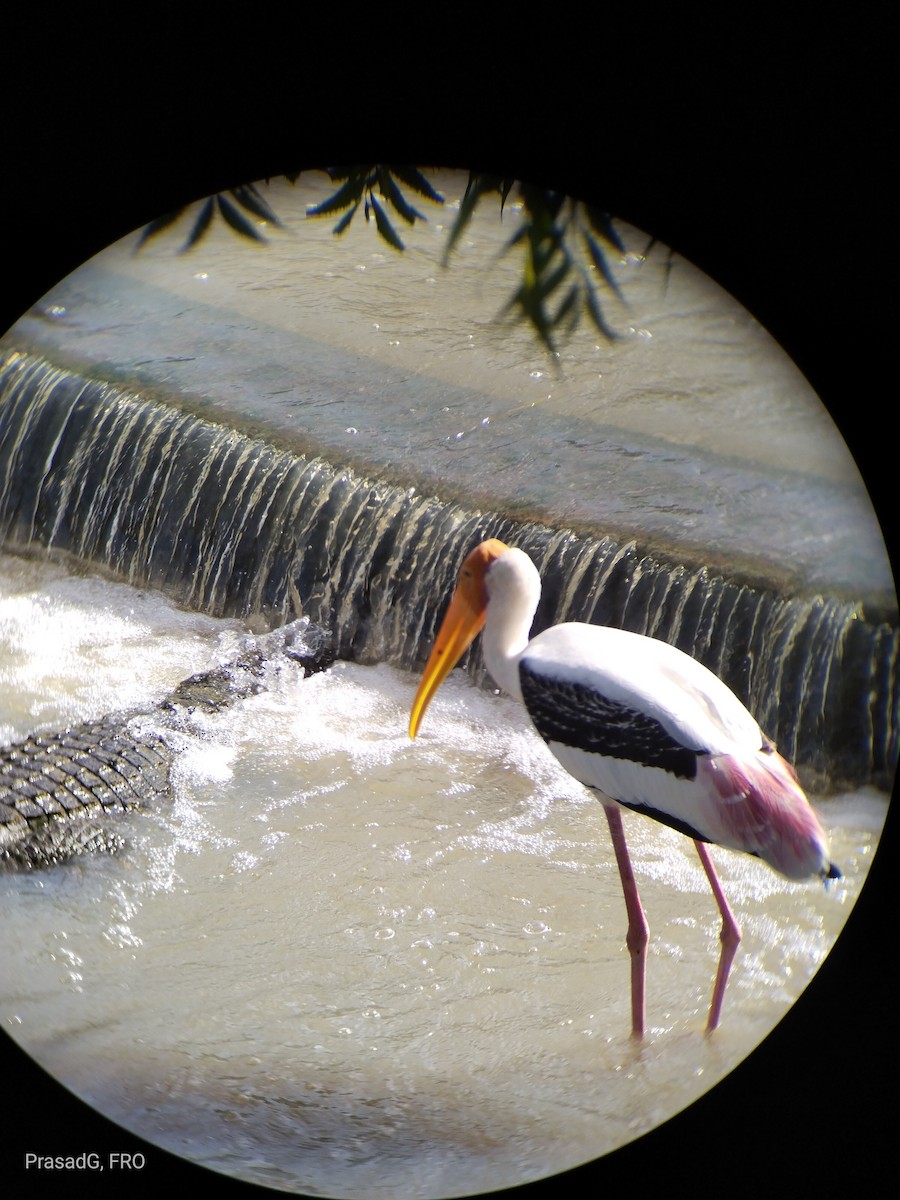 Painted Stork - ML613505074