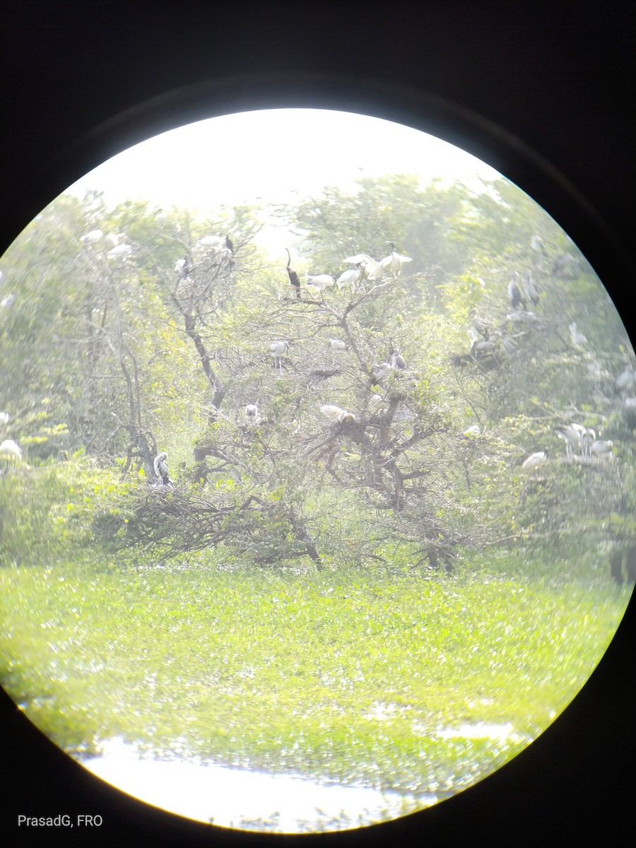 Black-headed Ibis - ML613505103