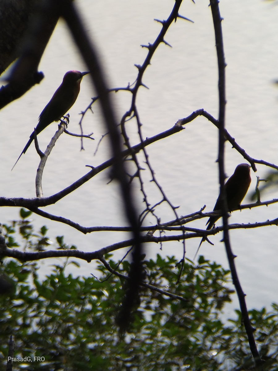 Chestnut-headed Bee-eater - ML613505138
