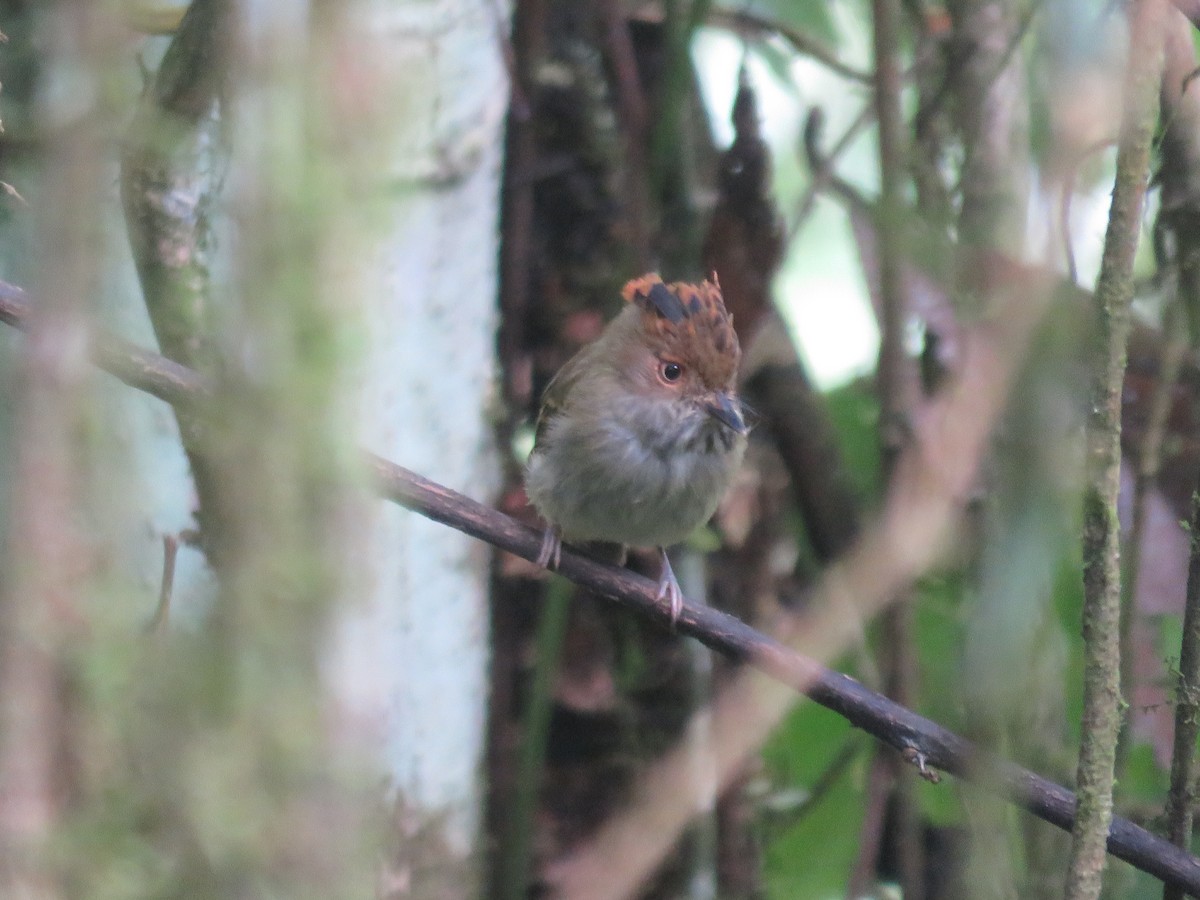 Scale-crested Pygmy-Tyrant - ML613505171