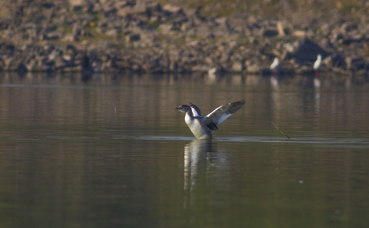Great Crested Grebe - ML613505178