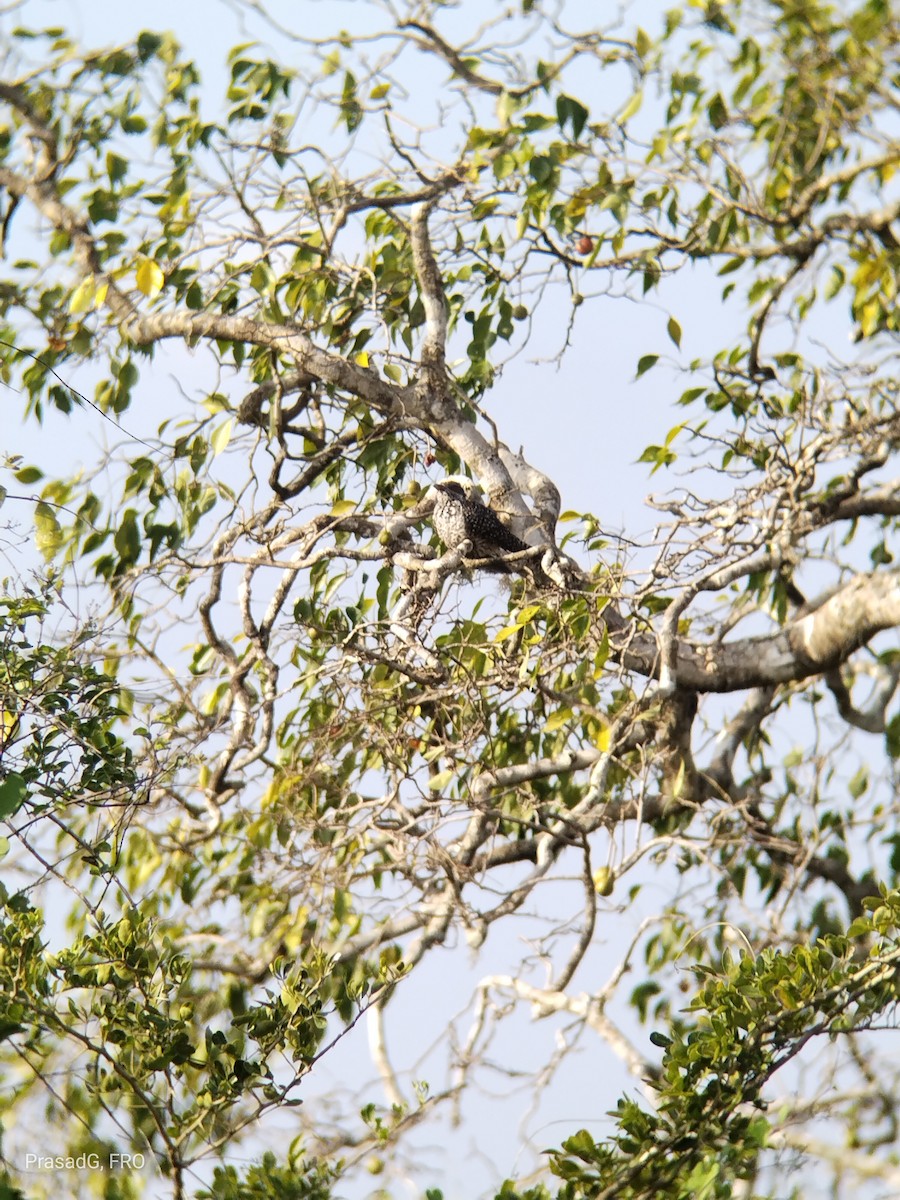 Asian Koel - ML613505214