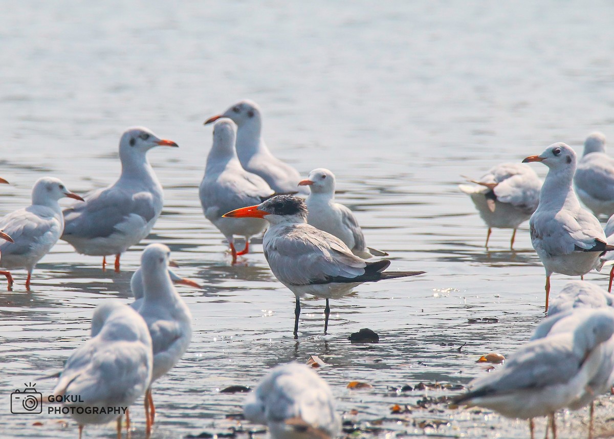 Caspian Tern - Gokuldeepak MC