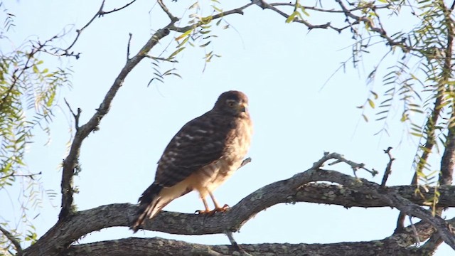 Roadside Hawk - ML613505260