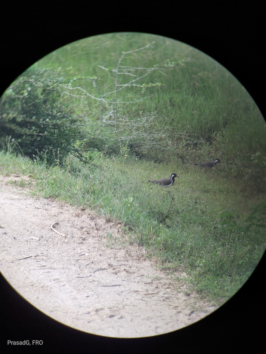 Red-wattled Lapwing - ML613505263