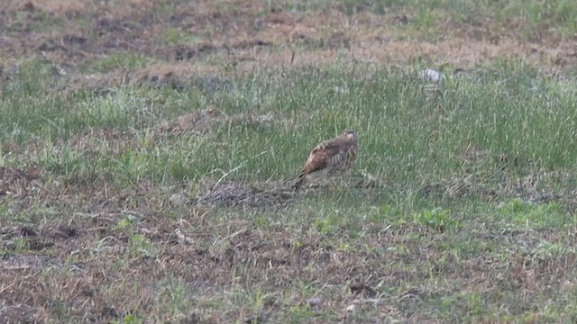 Roadside Hawk - ML613505264