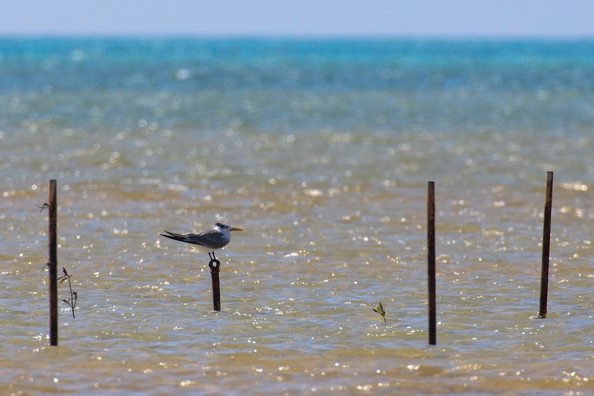Great Crested Tern - ML613505273