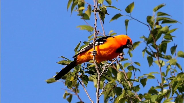 Oriole à gros bec - ML613505319