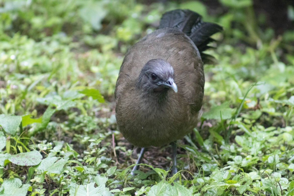 Plain Chachalaca - ML613505344