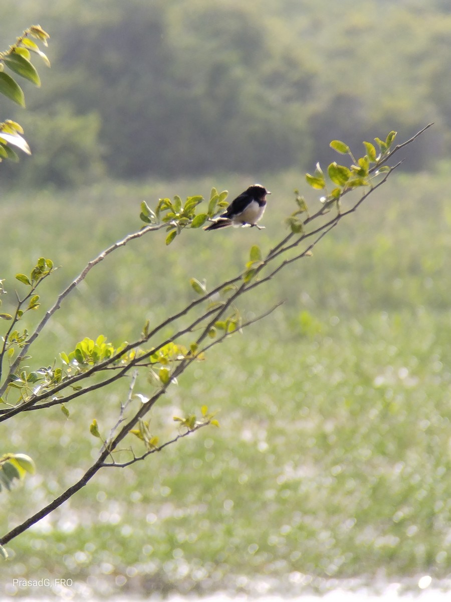 Barn Swallow (White-bellied) - ML613505364