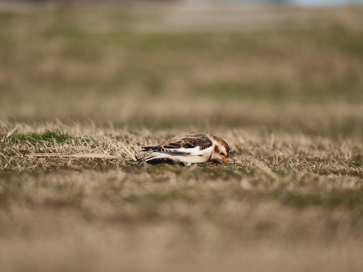 Snow Bunting - ML613505404