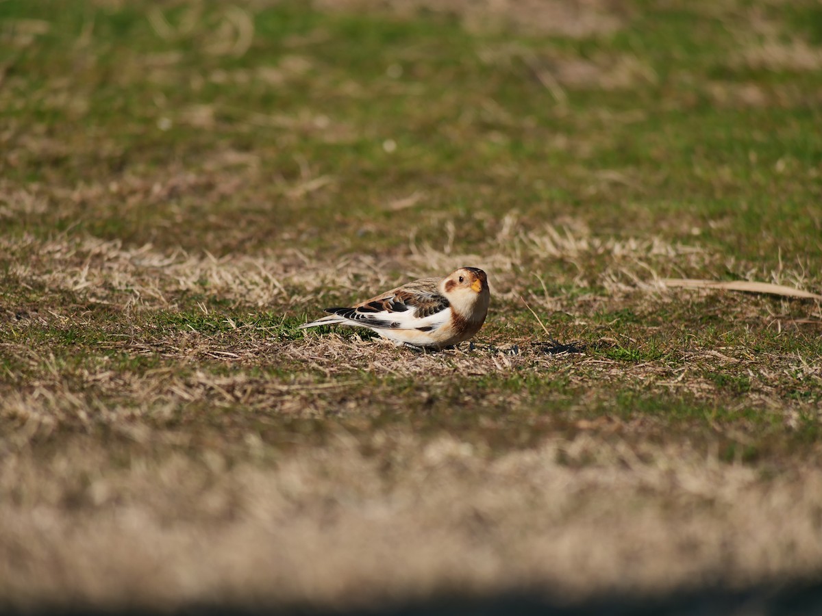 Snow Bunting - Stefano Zanon