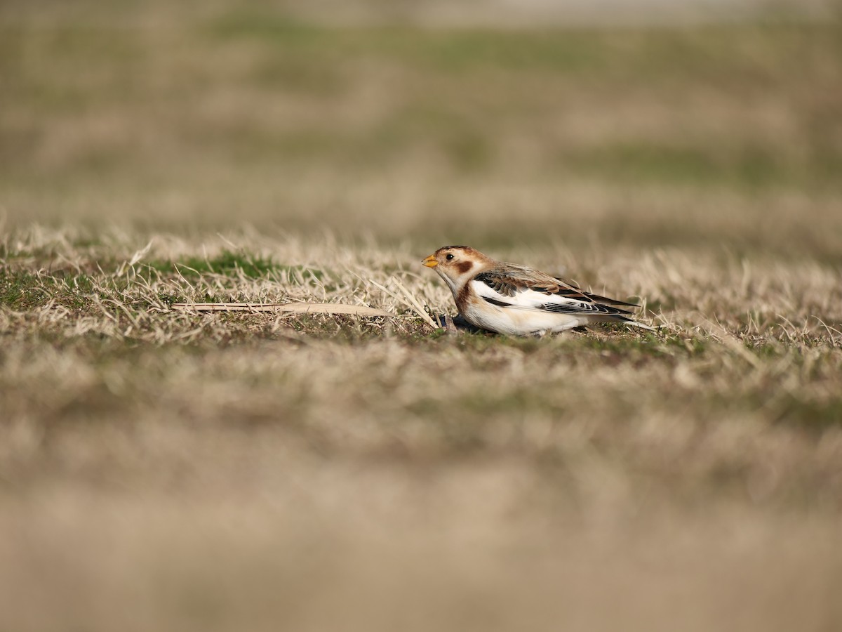 Snow Bunting - ML613505407