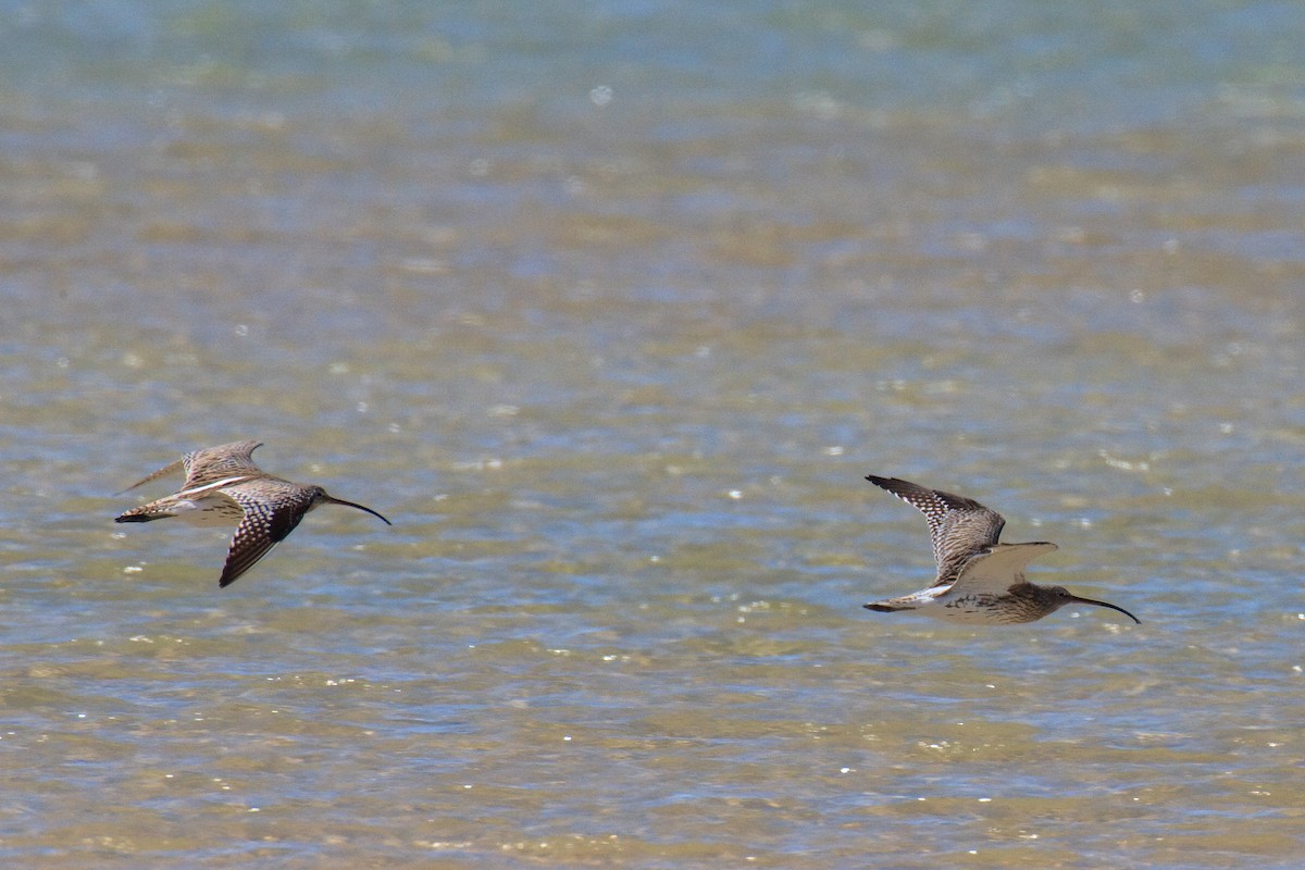 Eurasian Curlew - ML613505413