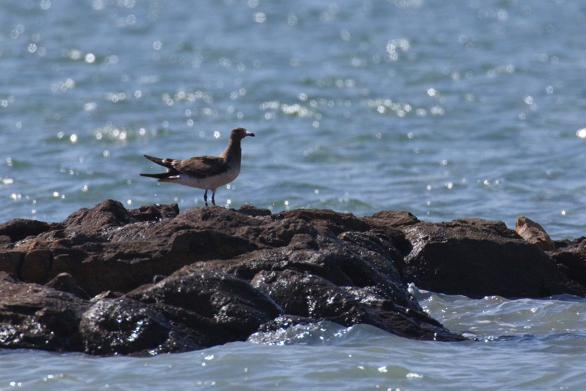 Gaviota Cejiblanca - ML613505437