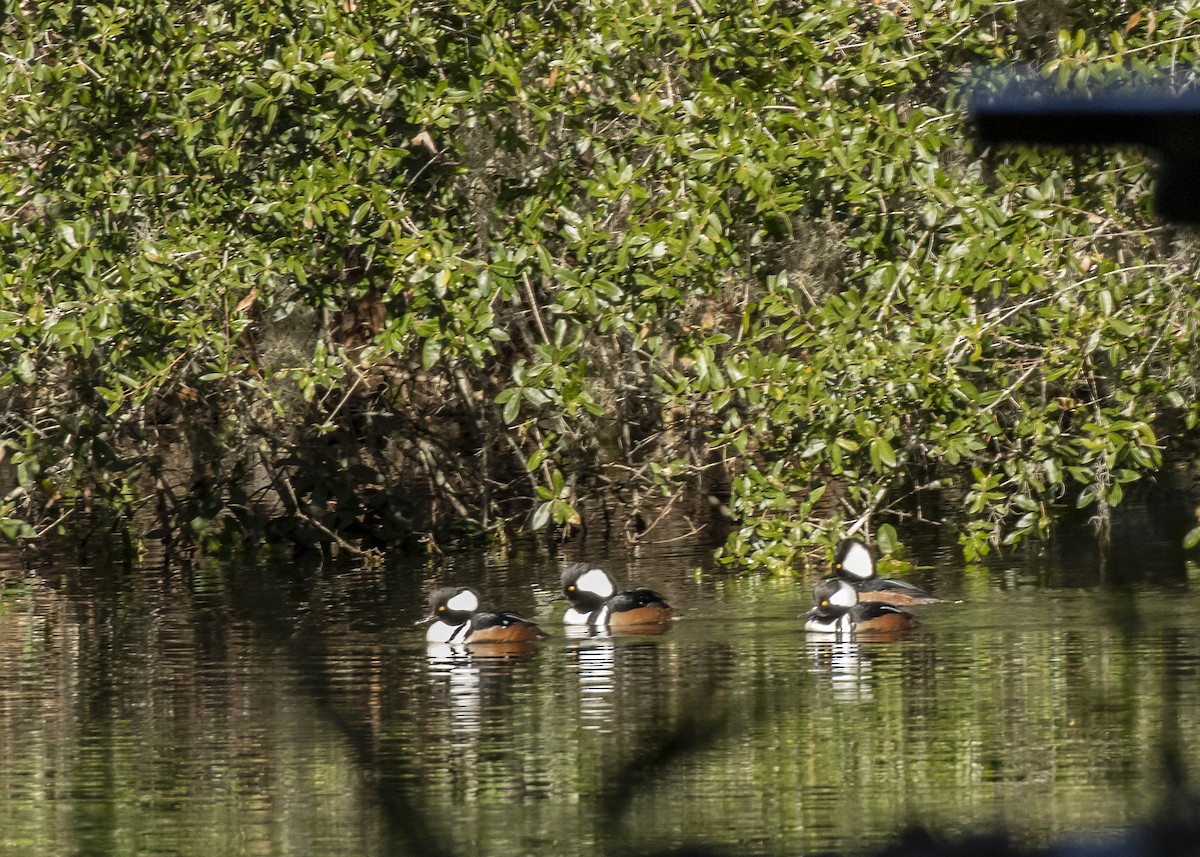 Hooded Merganser - ML613505447