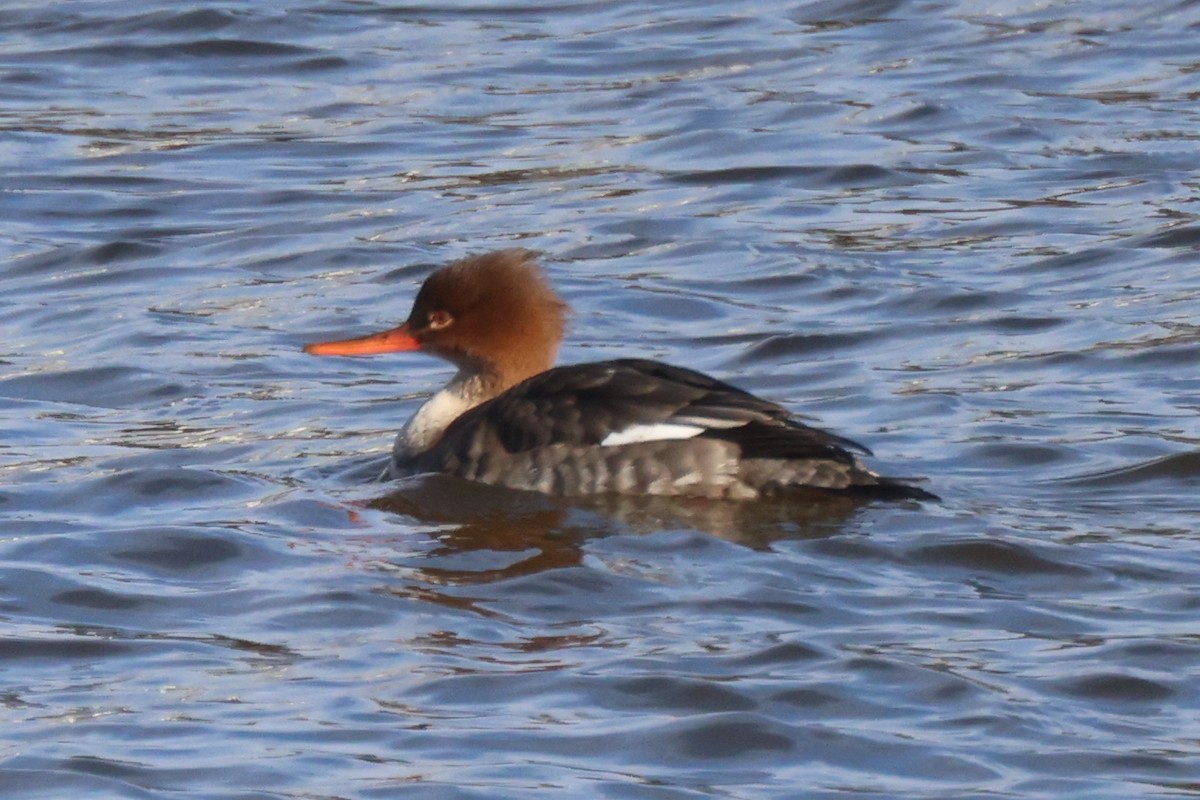 Red-breasted Merganser - Edward Flanders