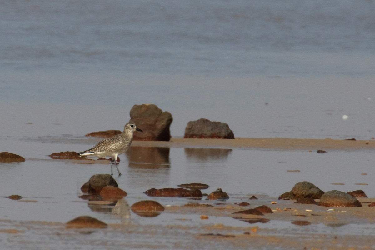 Black-bellied Plover - Anonymous