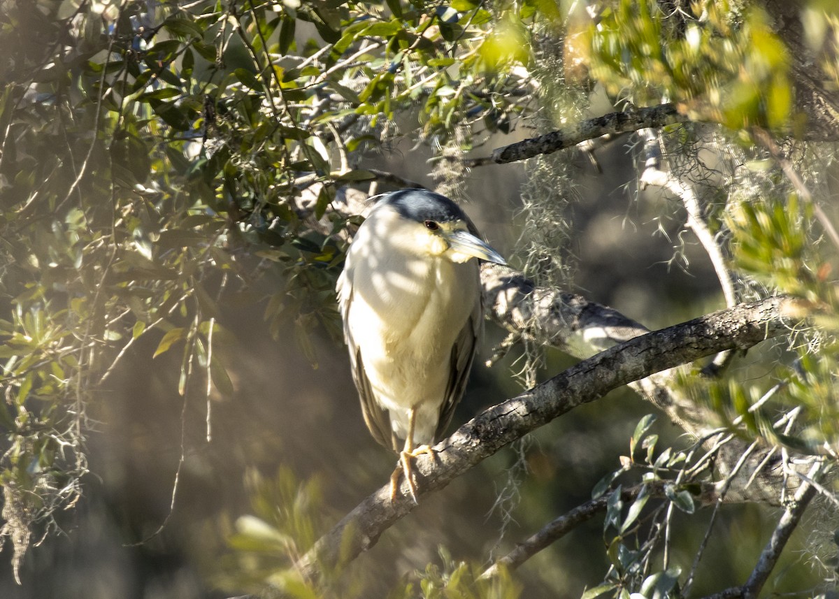 Black-crowned Night Heron - ML613505455